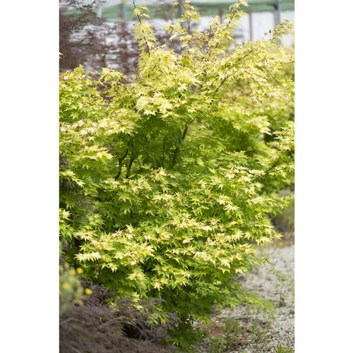 Erable du Japon (ACER PALMATUM ORANGE DREAM ) Le pot de 3 litres