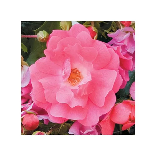 Rosier emera rose avec pot bleu de 5 L