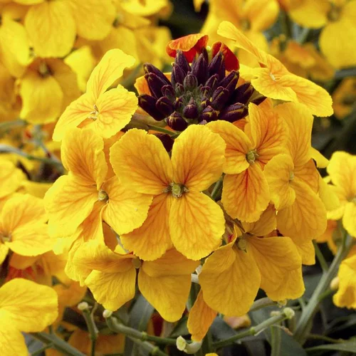 Erysimum ou Giroflée à fleurs multicolores - Le pot de 2 litres