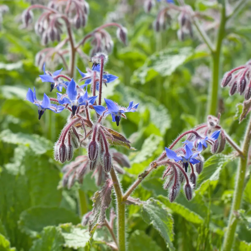 Bourrache Bleu et Blanche Borago officinalis