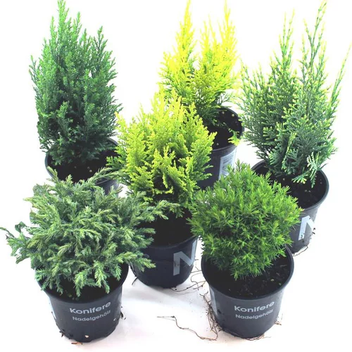 Conifères variés - Le pot de 10,5 cm