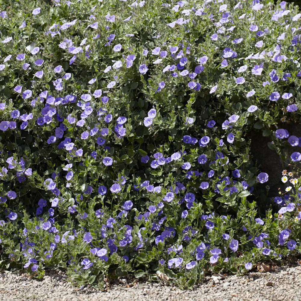Liseron de Mauritanie Compacta Convolvulus sabatius Compacta