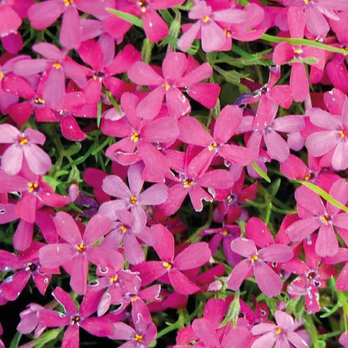 Phlox En Coussin rouge - Le pot de 9 x 9 cm