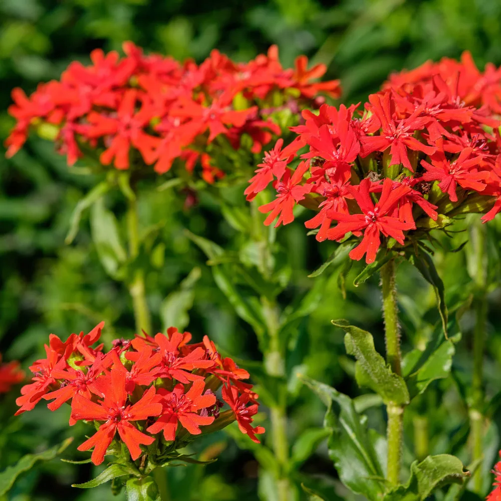 Croix de Jérusalem Lychnis chalcedonica