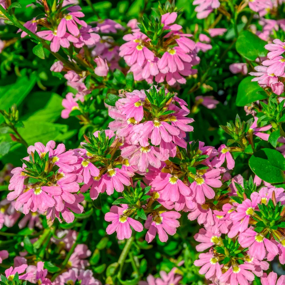 Scaevola Baby Pink Touch Scaevola aemula Baby Pink Touch