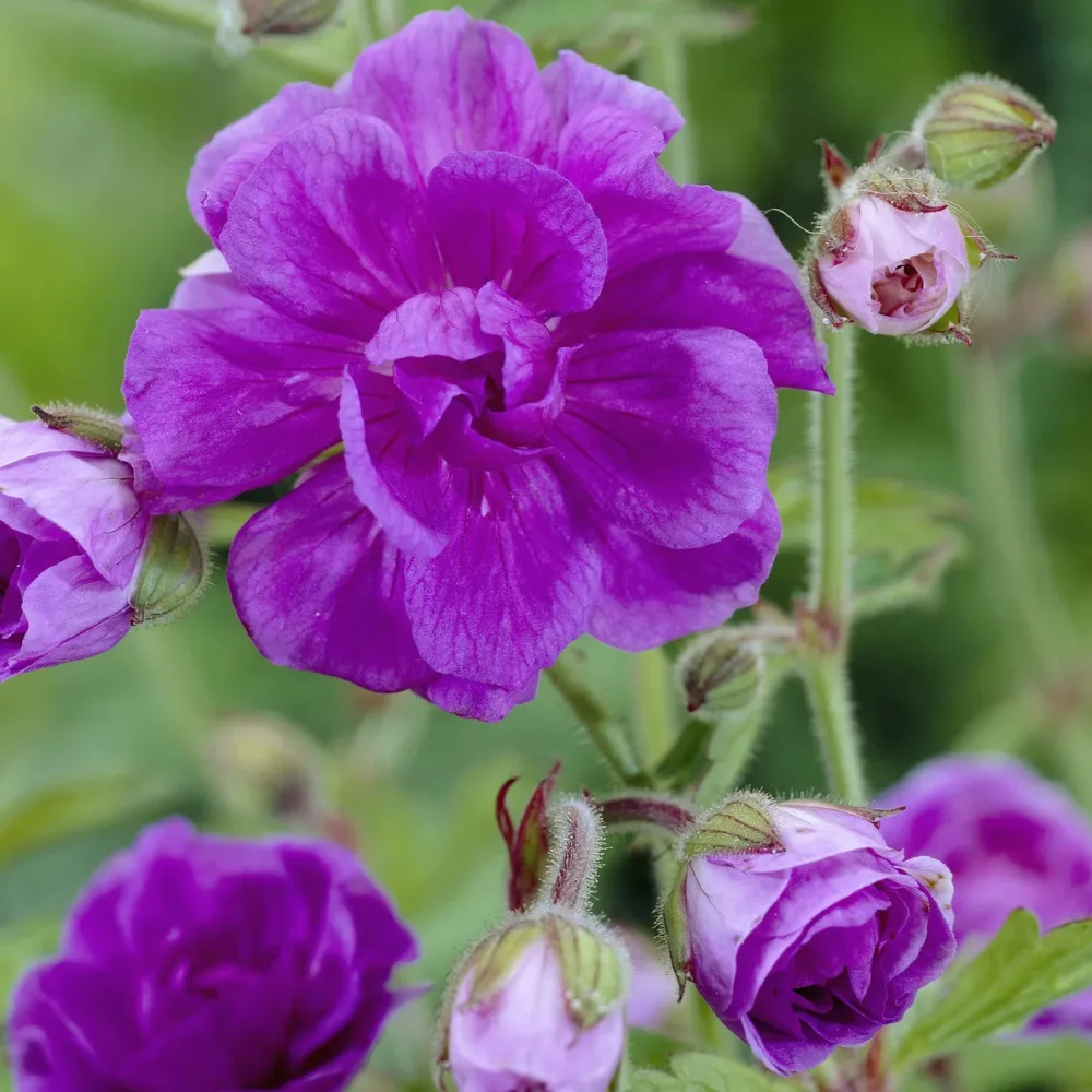 Géranium vivace de l'Himalaya Geranium himalayense Plenum