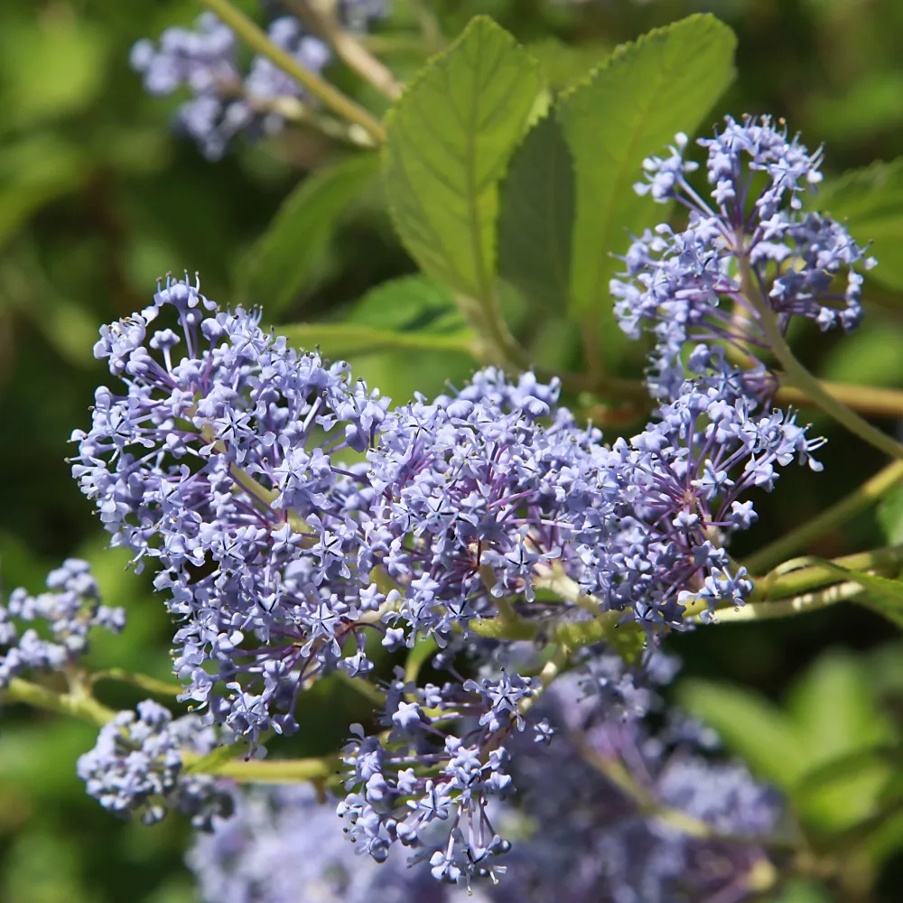 Céanothe Gloire de Versailles Ceanothus delilianus gloire de versailles