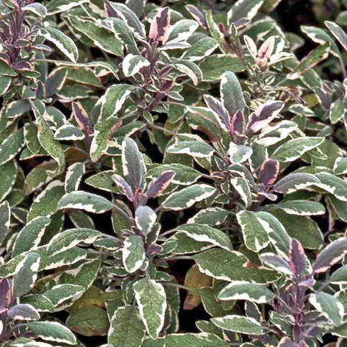 Sauge Officinale Tricolore Bio. Le pot de 1 litre