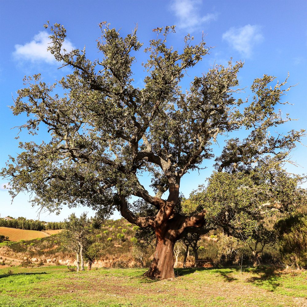 Chêne-liège Quercus suber