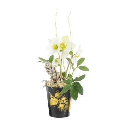 Hellébore en pot zinc noir - Ø 10,5 cm