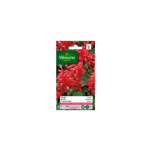 Graines de Sauge rouge Brasier Vilmorin - graines à semer
