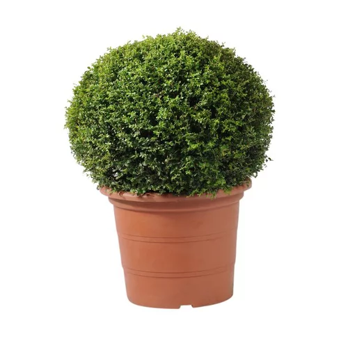 Abelia X Grandiflora Prostata blanc en pot de 5 L
