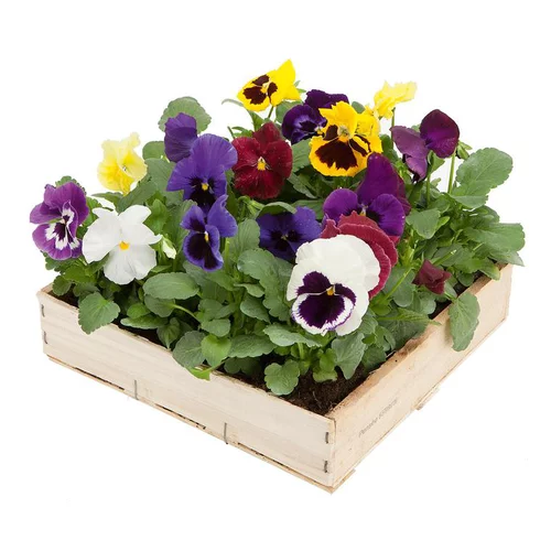 Pensée à grandes fleurs - La cagette de 16 mottes.