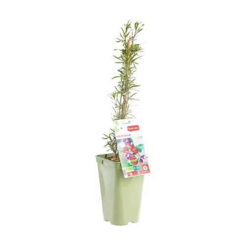 Baie De Goji Bio. Le pot de 2 litres