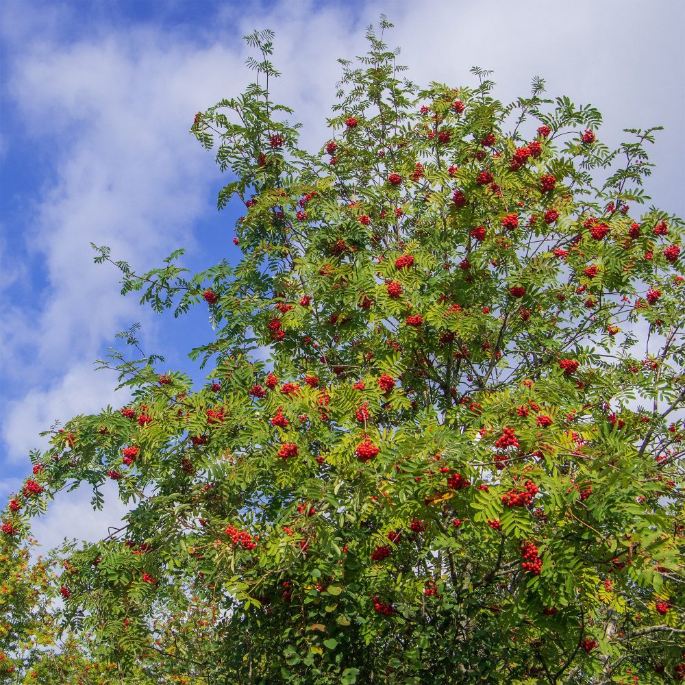 Sorbier des oiseleurs Sorbus aucuparia