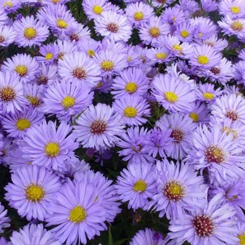 3 Astères nains Herbstpurzel Aster dumosus herbstpurzel