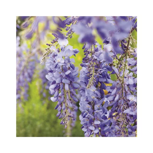 Glycine SINENSIS BLEU. Le pot de 6 litres