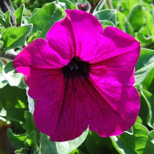 Pétunia retombant - La coupe de 30 cm