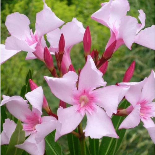 Laurier rose Villa Romaine (Nerium) 80/100. Le pot de 10 litres