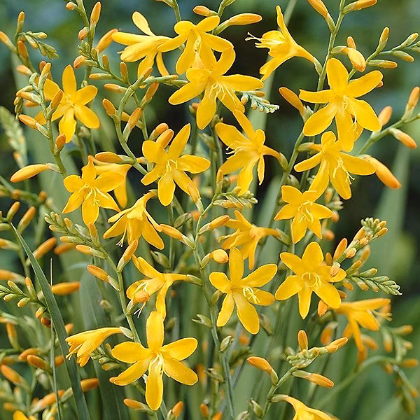 6 x Montbretia 'George Davidson' – Crocosmia 'George Davidson', godet 9cm x 9cm