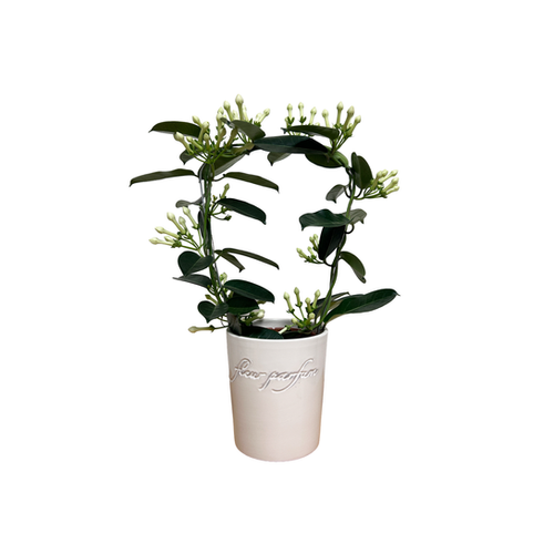 STEPHANOTIS FLORIBUNDA - POT Ø12CM