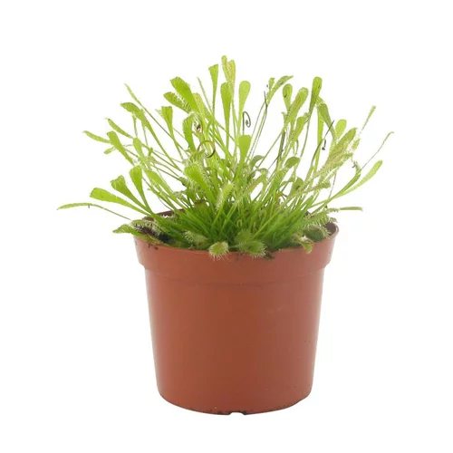 Drosera Capensis