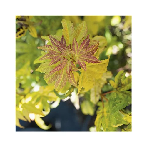 Erable du Japon (ACER PALMATUM ORANGE DREAM ) Le pot de 30 litres