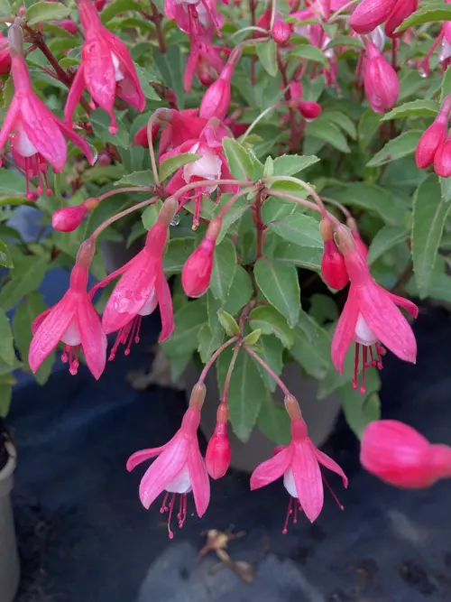 Fuchsia ‘Lady Thumb’ - Le pot de 2 litres