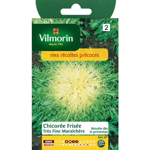 Graines de chicorée frisée très fine maraîchère Vilmorin - graines à semer