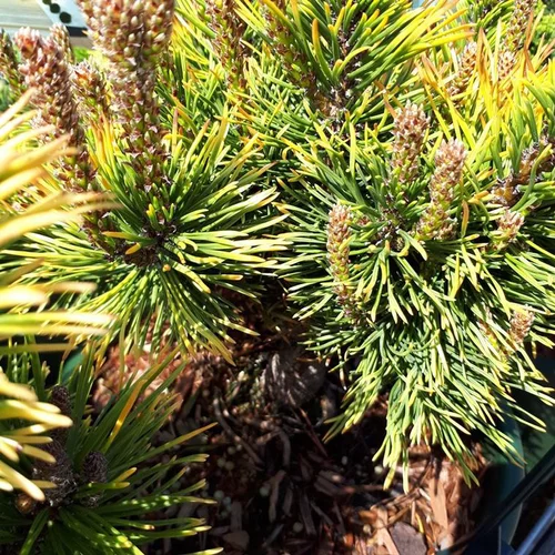 Pin de montagne (Pinus Mugo) Wintergold 30/40. Le pot de 10 litres