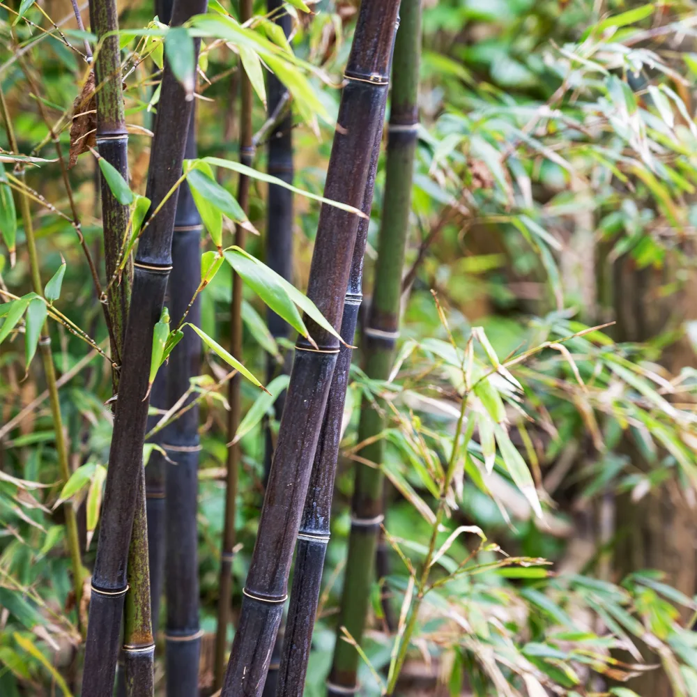 Bambou traçant noir Phyllostachys nigra