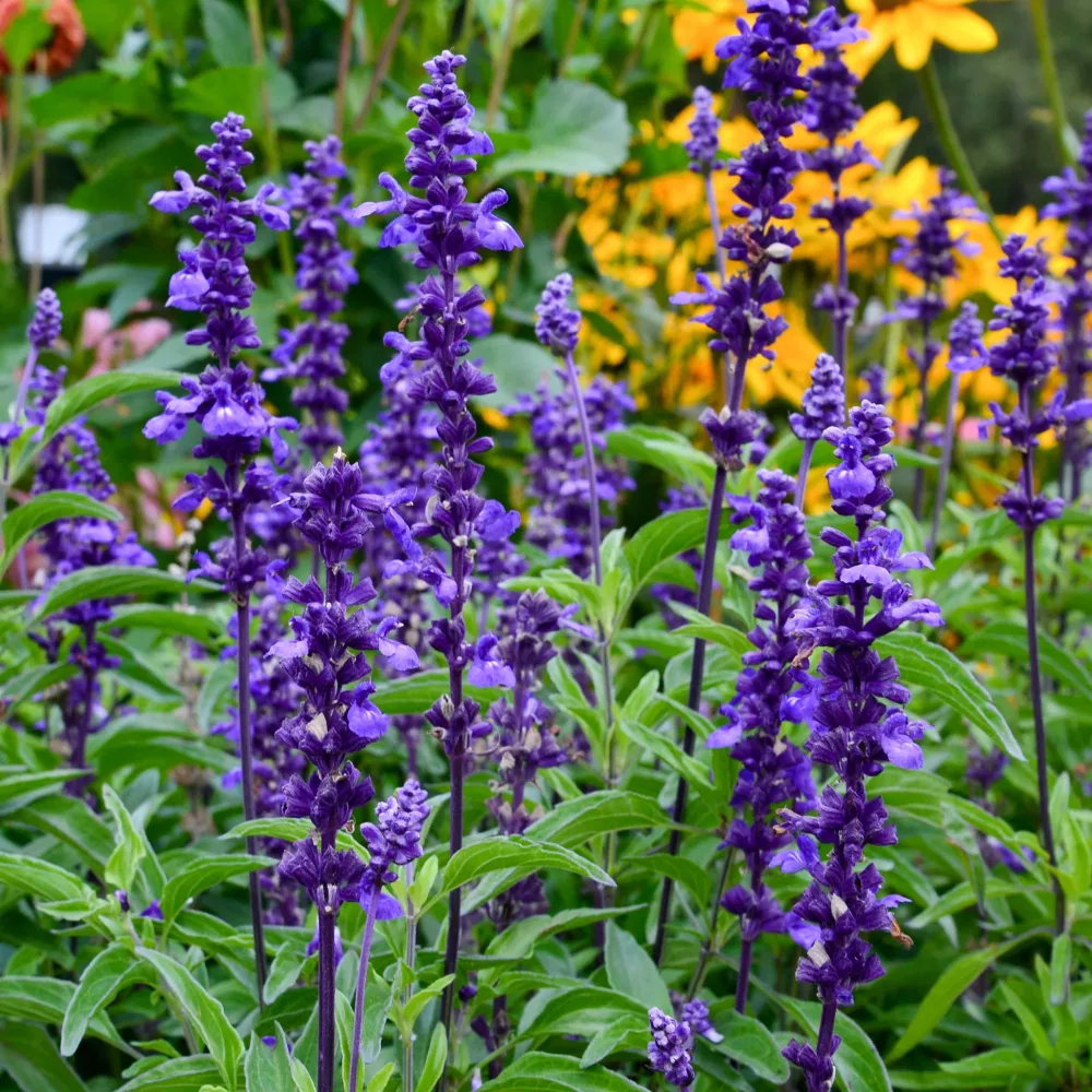 Sauge farineuse Blue Plus Salvia farinacea blue plus