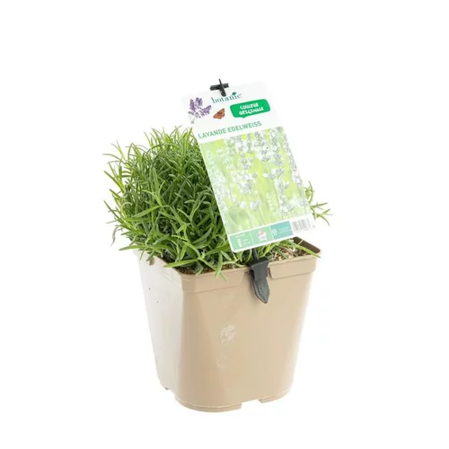 Lavande Edelweiss à fleurs blanches. Le pot de 3 litres