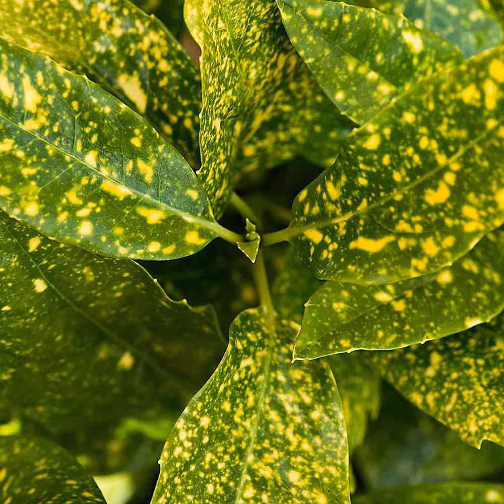 2 x Aucuba du Japon 'Crotonifolia' – Aucuba japonica 'Crotonifolia', 30-40 cm pot