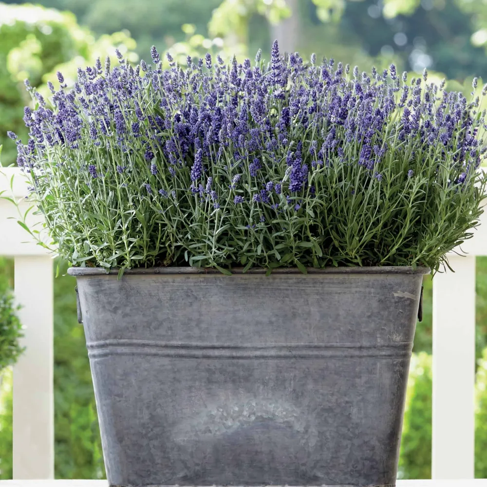 3 Lavandes Ardeche Lavandula angustifolia ardeche