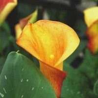 Arum de - Le pot de 10,5 cm