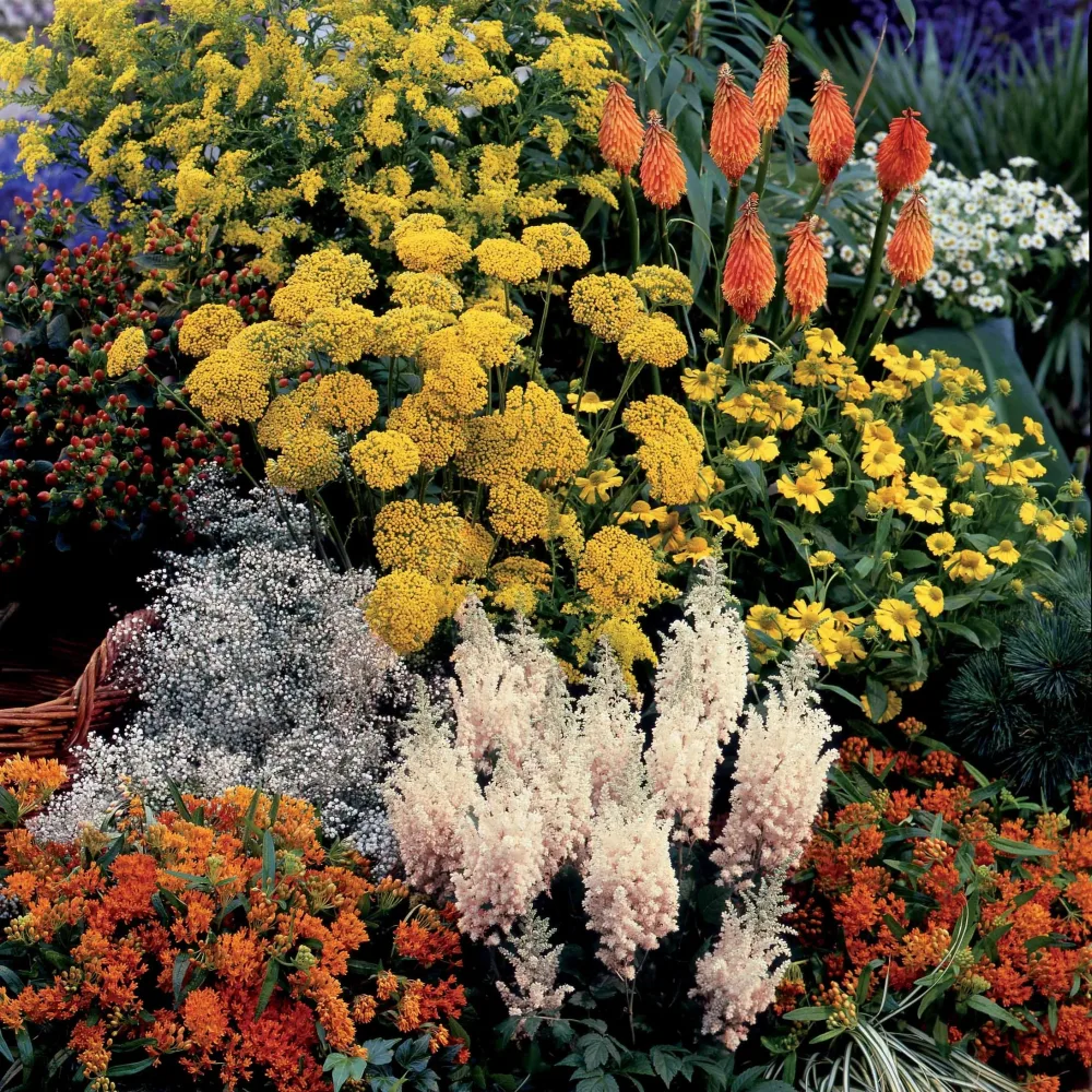 Collection fantaisie de 14 plantes vivaces - 2 m²
