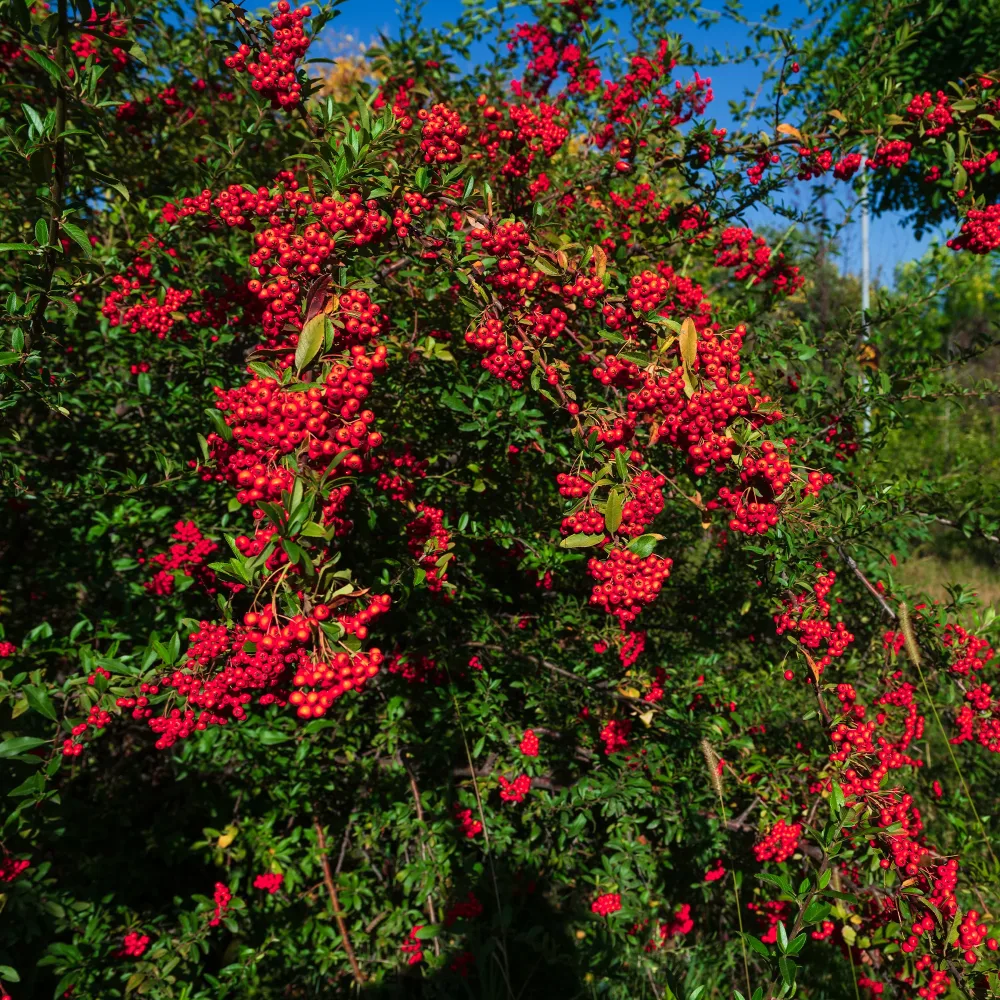 Pyracantha rouge Pyracantha coccinea