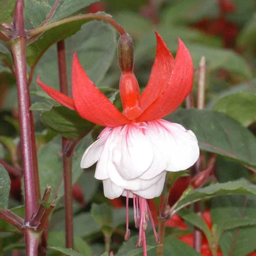 Fuchsia madame cornelissen rouge en pot de 2 L