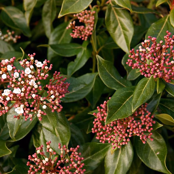 2 x Viorne tin – Laurier tin, Viburnum tinus, 30-40 cm pot