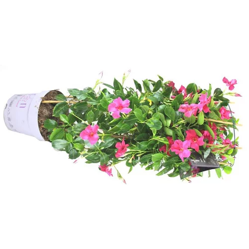 Dipladénia ou Mandevilla à fleurs multicolores - Le double arceau hauteur 110 cm