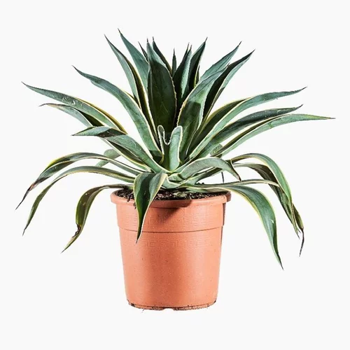 Agave Desmetiana Variegata. Le pot de 15 litres