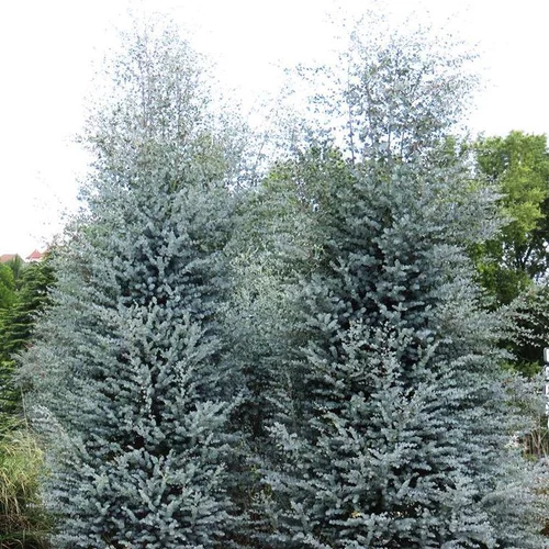 Eucalyptus Azura Carige bleu en pot de 4 L