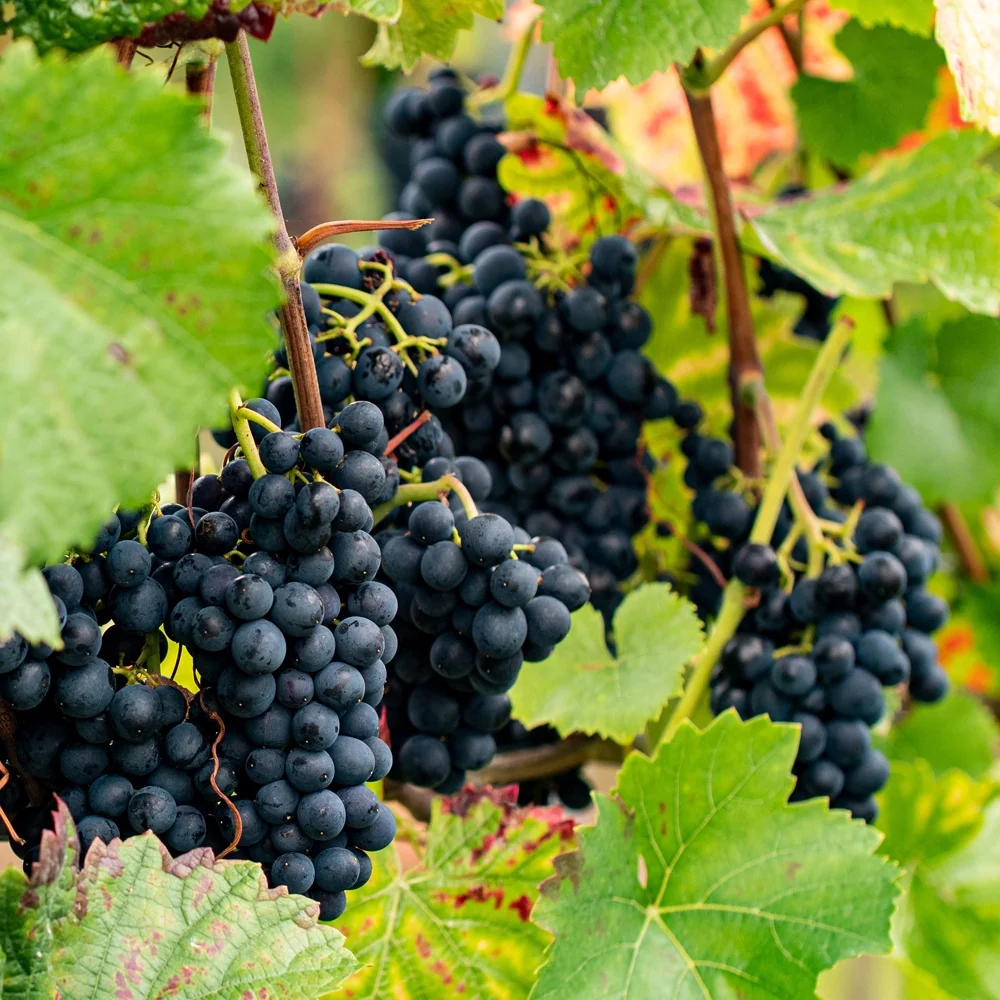 Vigne Regent Vitis regent