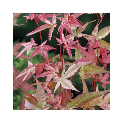 Erable du Japon (ACER PALMATUM DESHOJO ) Le pot de 15 litres