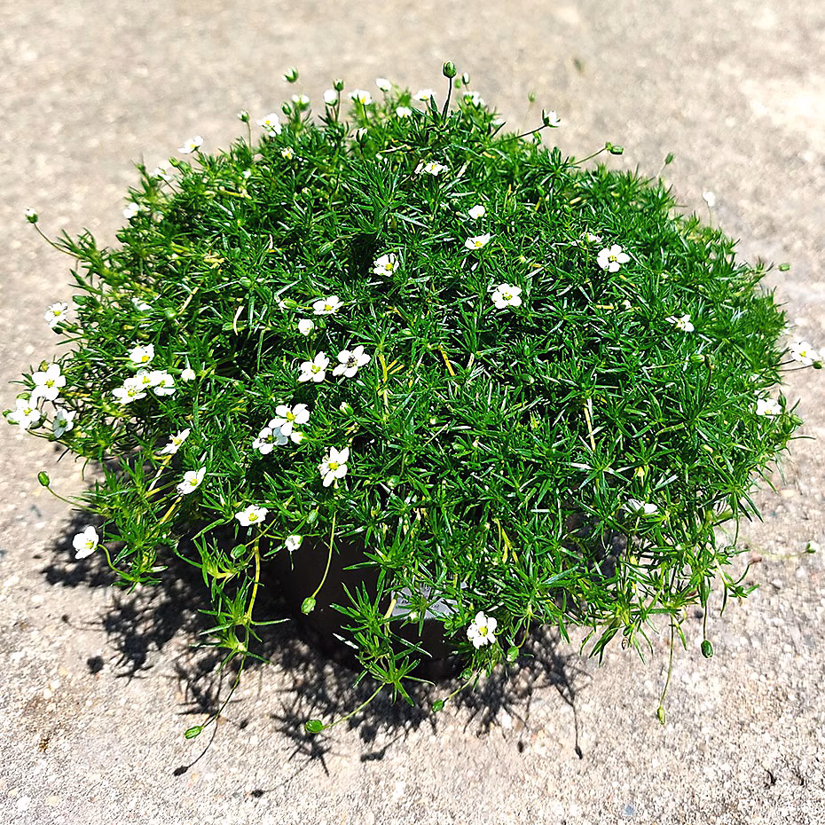 6 x Sagina subulata. 'Lime Moss' | Sagina subulata 'Lime Moss' – godet 9cm x 9cm