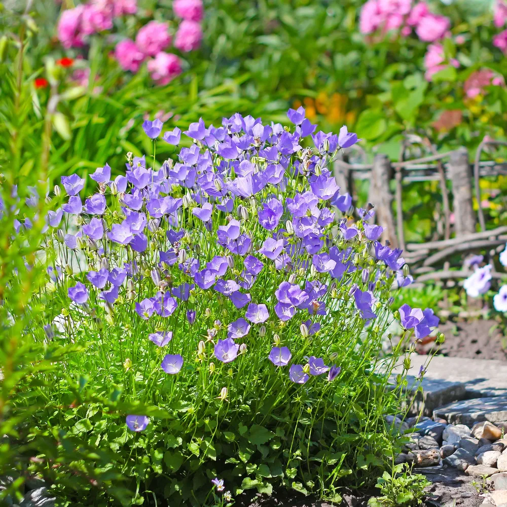 Campanule des Carpates Campanula carpatica