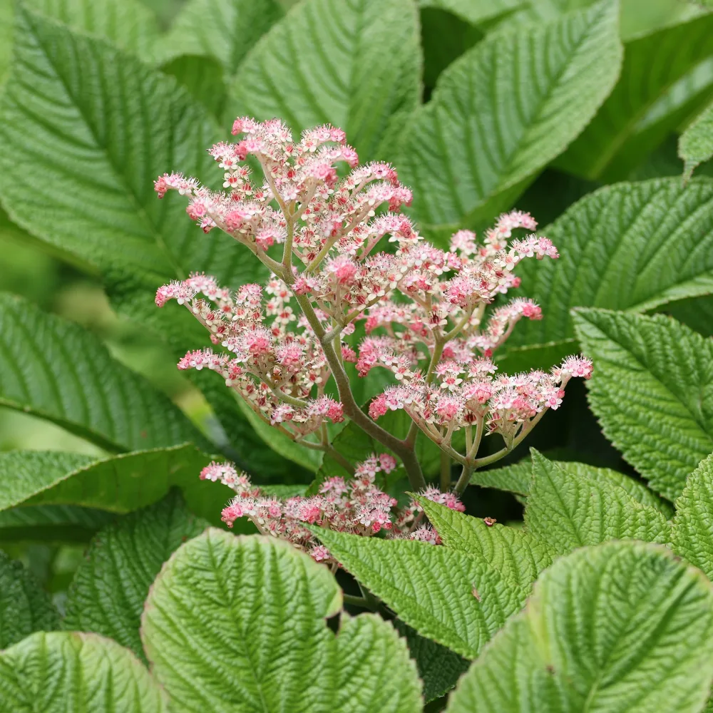 Rodgersia à feuilles de marronnier Rodgersia aesculifolia