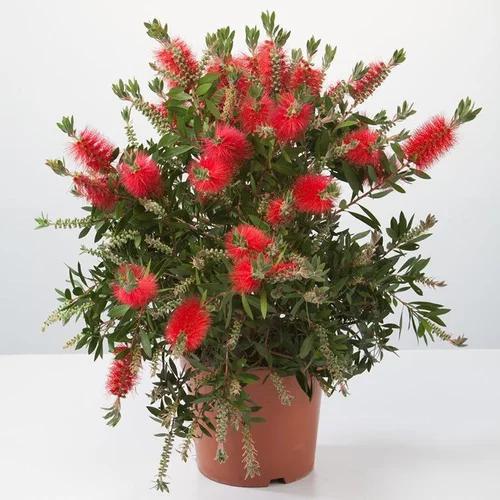 Rince Bouteille Hot Pink (Callistemon) 50/60. Le pot de 5 litres