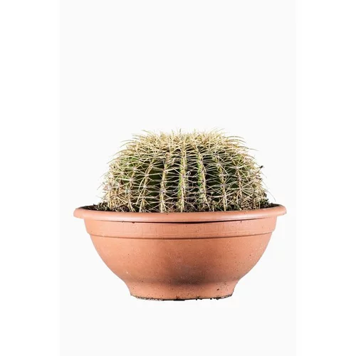 Echinocactus Grusonii (Cactus Oursin) en pot de 35 L vert